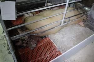 Stillborn piglets - Australian pig farming - Captured at Corowa Piggery & Abattoir, Redlands NSW Australia.