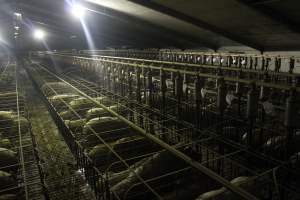 Wide view of huge sow stall shed - Australian pig farming - Captured at Grong Grong Piggery, Grong Grong NSW Australia.