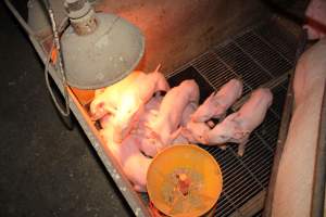 Farrowing crates at Springview Piggery NSW - Australian pig farming - Captured at Springview Piggery, Gooloogong NSW Australia.