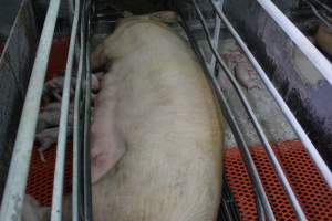 Farrowing crates at Corowa Piggery NSW - Australian pig farming - Captured at Corowa Piggery & Abattoir, Redlands NSW Australia.