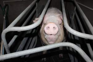 Farrowing crates at Selko Piggery NSW - Australian pig farming - Captured at Selko Piggery, Narrandera NSW Australia.