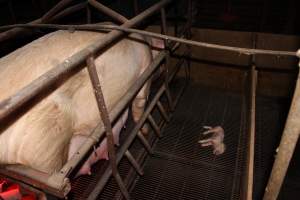 Dead piglet in crate - Australian pig farming - Captured at Springview Piggery, Gooloogong NSW Australia.