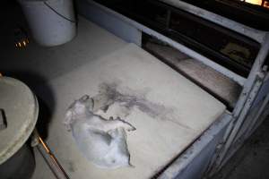 Dead piglet on top of farrowing crate - Australian pig farming - Captured at Culcairn Piggery, Culcairn NSW Australia.