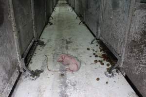 Newborn piglet in aisle of farrowing shed - Australian pig farming - Captured at Corowa Piggery & Abattoir, Redlands NSW Australia.