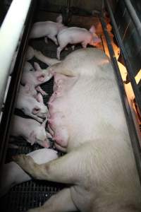 Farrowing crates at CEFN Breeder Piggery QLD - Australian pig farming - Captured at CEFN Breeding Unit #2, Leyburn QLD Australia.