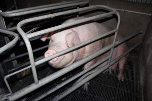 Farrowing crates at Selko Piggery NSW - Australian pig farming - Captured at Selko Piggery, Narrandera NSW Australia.