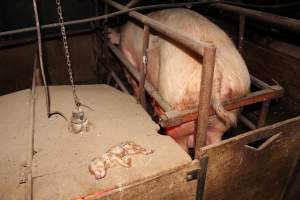 Dead piglet on top of farrowing crate - Australian pig farming - Captured at Springview Piggery, Gooloogong NSW Australia.