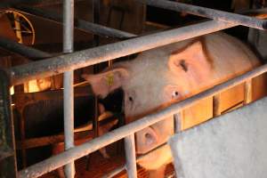 Farrowing crates at Huntly Piggery NSW - Australian pig farming - Captured at Huntly Piggery, Huntly North VIC Australia.