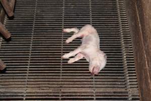 Dead piglet in crate - Australian pig farming - Captured at Springview Piggery, Gooloogong NSW Australia.