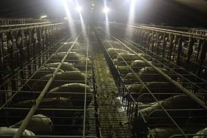 Wide view of huge sow stall shed - Australian pig farming - Captured at Grong Grong Piggery, Grong Grong NSW Australia.