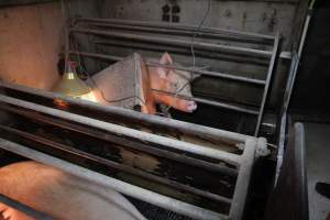 Farrowing crates at CEFN Breeder Piggery QLD - Australian pig farming - Captured at CEFN Breeding Unit #2, Leyburn QLD Australia.