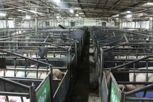Farrowing crates at Bungowannah Piggery NSW - Australian pig farming - Captured at Bungowannah Piggery, Bungowannah NSW Australia.