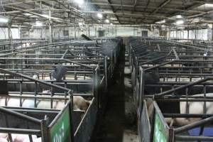 Farrowing crates at Bungowannah Piggery NSW - Australian pig farming - Captured at Bungowannah Piggery, Bungowannah NSW Australia.