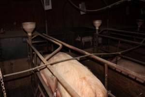 Farrowing crates at Springview Piggery NSW - Australian pig farming - Captured at Springview Piggery, Gooloogong NSW Australia.