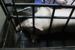 Farrowing crates at Bungowannah Piggery NSW - Australian pig farming - Captured at Bungowannah Piggery, Bungowannah NSW Australia.