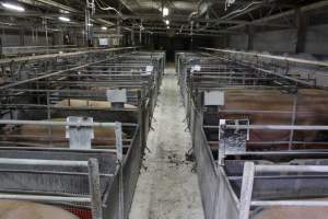 Looking down aisle of farrowing shed - Australian pig farming - Captured at Corowa Piggery & Abattoir, Redlands NSW Australia.