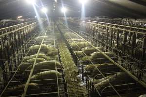 Wide view of huge sow stall shed - Australian pig farming - Captured at Grong Grong Piggery, Grong Grong NSW Australia.