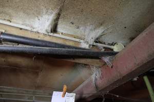 Ceiling of farrowing shed - Australian pig farming - Captured at CEFN Breeding Unit #2, Leyburn QLD Australia.