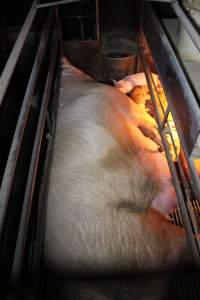 Farrowing crates at Culcairn Piggery NSW - Australian pig farming - Captured at Culcairn Piggery, Culcairn NSW Australia.