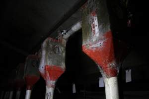 Feeder tubes - Australian pig farming - Captured at CEFN Breeding Unit #2, Leyburn QLD Australia.