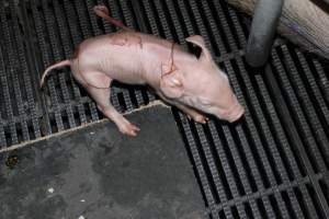 Farrowing crates at Selko Piggery NSW - Australian pig farming - Captured at Selko Piggery, Narrandera NSW Australia.