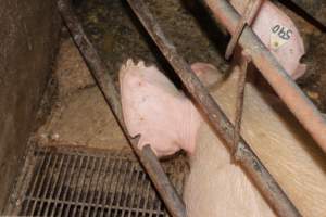 Farrowing crates at Springview Piggery NSW - Australian pig farming - Captured at Springview Piggery, Gooloogong NSW Australia.