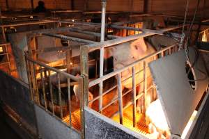 Farrowing crates at Huntly Piggery NSW - Australian pig farming - Captured at Huntly Piggery, Huntly North VIC Australia.