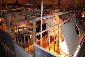 Farrowing crates at Huntly Piggery NSW - Australian pig farming - Captured at Huntly Piggery, Huntly North VIC Australia.