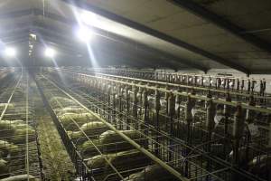 Wide view of huge sow stall shed - Australian pig farming - Captured at Grong Grong Piggery, Grong Grong NSW Australia.