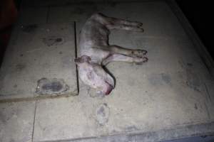 Dead piglet on top of farrowing crate - Australian pig farming - Captured at Culcairn Piggery, Culcairn NSW Australia.