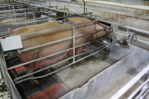 Farrowing crates at Corowa Piggery NSW - Australian pig farming - Captured at Corowa Piggery & Abattoir, Redlands NSW Australia.