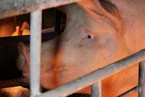 Farrowing crates at Huntly Piggery NSW - Australian pig farming - Captured at Huntly Piggery, Huntly North VIC Australia.