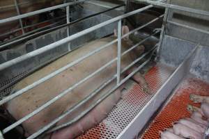 Farrowing crates at Corowa Piggery NSW - Australian pig farming - Captured at Corowa Piggery & Abattoir, Redlands NSW Australia.