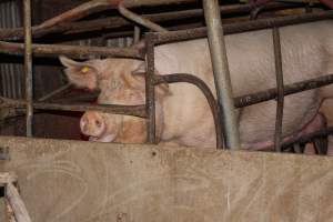 Farrowing crates at Springview Piggery NSW - Australian pig farming - Captured at Springview Piggery, Gooloogong NSW Australia.