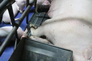 Farrowing crates at Bungowannah Piggery NSW - Australian pig farming - Captured at Bungowannah Piggery, Bungowannah NSW Australia.