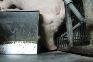 Farrowing crates at Bungowannah Piggery NSW - Australian pig farming - Captured at Bungowannah Piggery, Bungowannah NSW Australia.