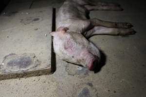 Dead piglet on top of farrowing crate - Australian pig farming - Captured at Culcairn Piggery, Culcairn NSW Australia.