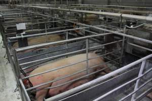 Farrowing crates at Corowa Piggery NSW - Australian pig farming - Captured at Corowa Piggery & Abattoir, Redlands NSW Australia.