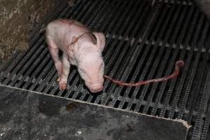 Farrowing crates at Selko Piggery NSW - Australian pig farming - Captured at Selko Piggery, Narrandera NSW Australia.