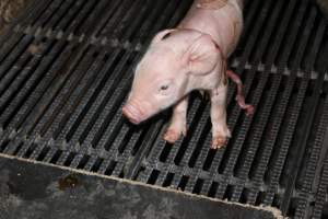 Farrowing crates at Selko Piggery NSW - Australian pig farming - Captured at Selko Piggery, Narrandera NSW Australia.