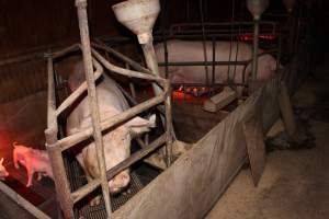 Farrowing crates at Springview Piggery NSW - Australian pig farming - Captured at Springview Piggery, Gooloogong NSW Australia.