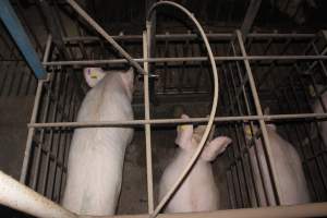 Sow stalls from above - Australian pig farming - Captured at Grong Grong Piggery, Grong Grong NSW Australia.