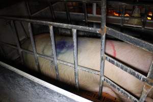 Farrowing crates at Huntly Piggery NSW - Australian pig farming - Captured at Huntly Piggery, Huntly North VIC Australia.