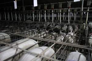 Wide view of sow stalls - Australian pig farming - Captured at CEFN Breeding Unit #2, Leyburn QLD Australia.