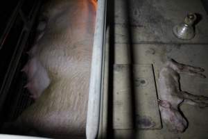 Dead piglet on top of farrowing crate - Australian pig farming - Captured at Culcairn Piggery, Culcairn NSW Australia.