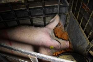 Farrowing crates at Huntly Piggery NSW - Australian pig farming - Captured at Huntly Piggery, Huntly North VIC Australia.