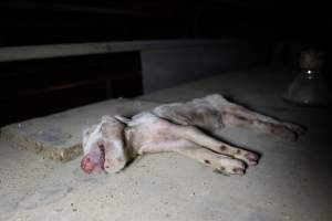 Dead piglet on top of farrowing crate - Australian pig farming - Captured at Culcairn Piggery, Culcairn NSW Australia.