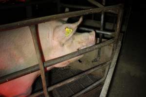 Farrowing crates at Springview Piggery NSW - Australian pig farming - Captured at Springview Piggery, Gooloogong NSW Australia.