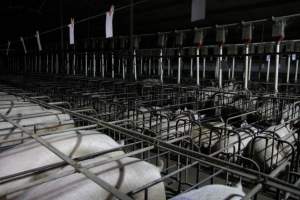 Wide view of sow stalls - Australian pig farming - Captured at CEFN Breeding Unit #2, Leyburn QLD Australia.