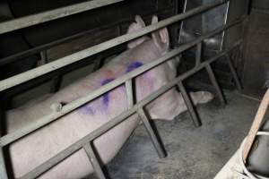 Farrowing crates at Deni Piggery NSW - Australian pig farming - Captured at Deni Piggery, Deniliquin NSW Australia.